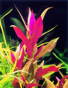 Альтернантера лиловая (Alternanthera lilacina)