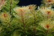 Перистолистник красный (Myriophyllum tuberculatum)