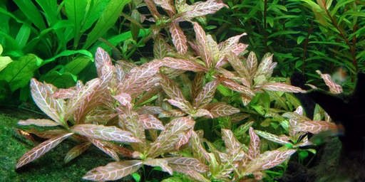 Гигрофила узорчатая (Hygrophila sp.Rosanervis)