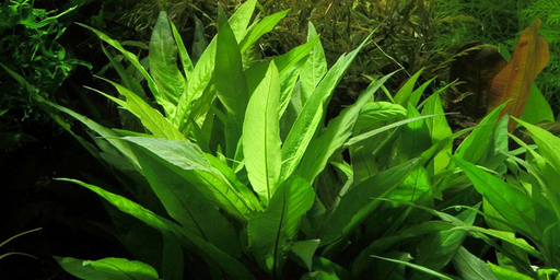 Гигрофила лимонник (Hygrophila corymbosa stricta)