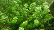 Микрантемум тенистый (Micranthemum umbrosum)