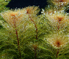 Перистолистник красный (Myriophyllum tuberculatum)