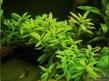 Гигрофила многосеменная (Hygrophila polysperma)