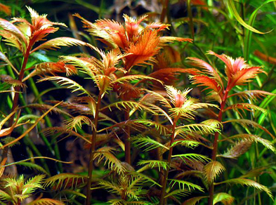 Прозерпинака болотная (Proserpinaca palustris)