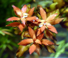 Прозерпинака болотная (Proserpinaca palustris)