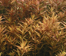 Ротала круглолистная красная (Rotala rotundifolia var. Red)