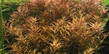 Ротала круглолистная красная (Rotala rotundifolia var. Red)