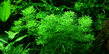 Лимнофила сидячецветковая (Limnophila sessiliflora)