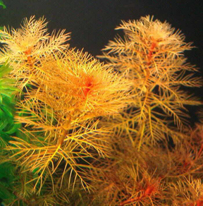 Перистолистник красный (Myriophyllum tuberculatum)