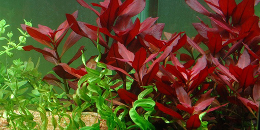 Людвигия ползучая "Super Red" (Ludwigia repens sp.Super Red)