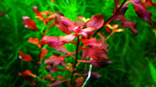 Людвигия ползучая "Super Red" (Ludwigia repens sp.Super Red)