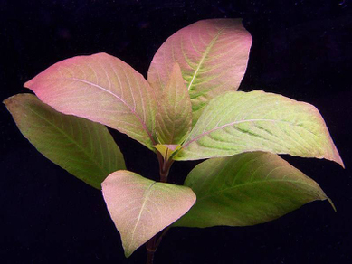 Гигрофила лимонник ”Вишневый лист” (Hygrophila compacta sp.Cherry leaf)