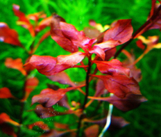 Людвигия ползучая "Super Red" (Ludwigia repens sp.Super Red)