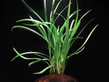 Офиопогон ябуран (Ophiopogon Jaburan)