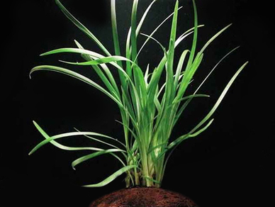 Офиопогон ябуран (Ophiopogon Jaburan)