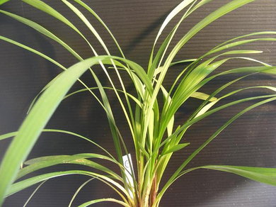 Офиопогон ябуран (Ophiopogon Jaburan)