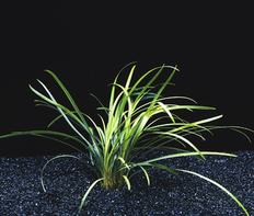 Офиопогон японский (Ophiopogon japonicus)