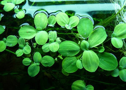 Пистия (Pistia stratiotes)