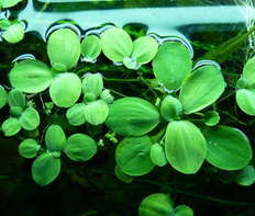 Пистия (Pistia stratiotes)