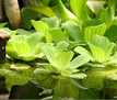 Пистия (Pistia stratiotes)