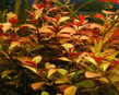 Людвигия ползучая "Super Red" (Ludwigia repens sp.Super Red)