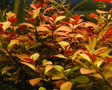 Людвигия ползучая "Super Red" (Ludwigia repens sp.Super Red)