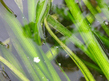 Валлиснерия гигантская (Vallisneria gigantea)