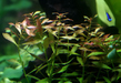 Людвигия болотная (Ludwigia palustris)