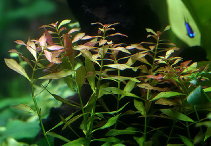 Людвигия болотная (Ludwigia palustris)