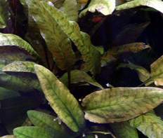 Криптокорина Вендта "Тропика" (Cryptocoryne wendtii "Tropica")