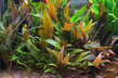 Криптокорина Вендта "Тропика" (Cryptocoryne wendtii Tropica)