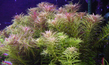 Лимнофила ароматная (Limnophila aromatica)