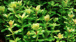 Аммания Бонсай (Ammania sp.Bonsai)