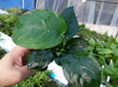 Анубиас Бартера широколистный (Anubias barteri var.Broad leaf)