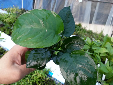 Анубиас Бартера широколистный (Anubias barteri var.Broad leaf)