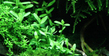 Бакопа мелколистная (Bacopa monniera)