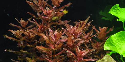 Ротала макрандра (Rotala macrandra)