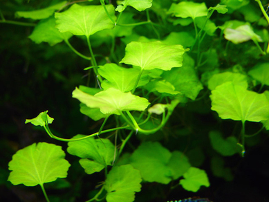 Кардамин лировидный (Cardamine lyrata)