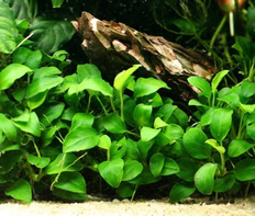 Анубиас Бартера карликовый (Anubias barteri var.Nana)