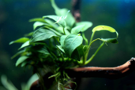 Анубиас Бартера карликовый (Anubias barteri var.Nana)