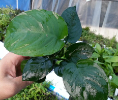 Анубиас Бартера широколистный (Anubias barteri var.Broad leaf)