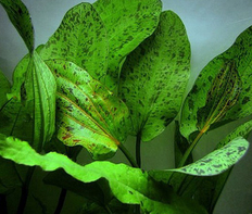Эхинодорус Оцелот зеленый (Echinodorus Ozelot var. Green)
