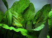 Эхинодорус Оцелот зеленый (Echinodorus Ozelot var. Green)