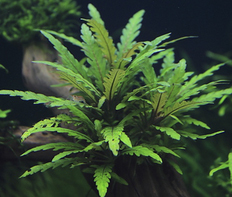 Гигрофила перистонадрезанная (Hygrophila pinnatifida)