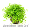 Микрантемум Монте Карло (Micranthemum Monte Carlo)