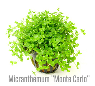Микрантемум Монте Карло (Micranthemum Monte Carlo)