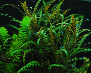 Гигрофила перистонадрезанная (Hygrophila pinnatifida)