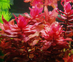 Ротала макрандра (Rotala macrandra)