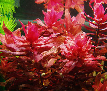 Ротала макрандра (Rotala macrandra)