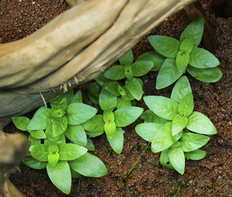 Стаурогин ползучий (Staurogyne repens)